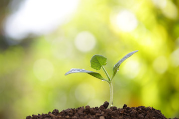 Growing sprout