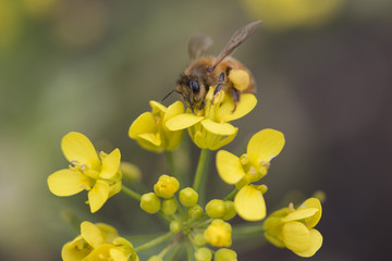 Fototapeta premium buzzy bee