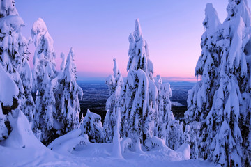 Winter fairytale at sunrise. Grouse Mountain Park. North Vancouver. British Columbia. Canada.