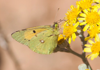 Goldene Acht © Reiner