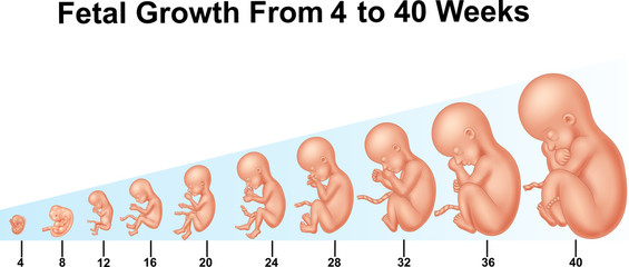Fetal growth from 4 to 40 weeks