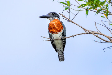 Kingfisher