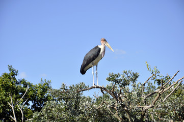 marabou stork