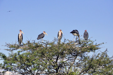 Storks and Vultures in Tree