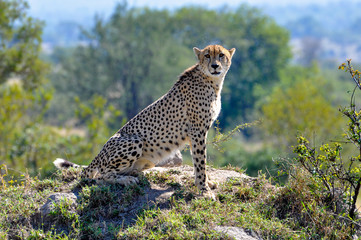 Cheetah Posing