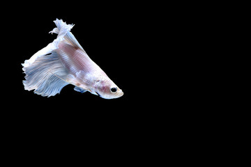 Siamese fighting fish