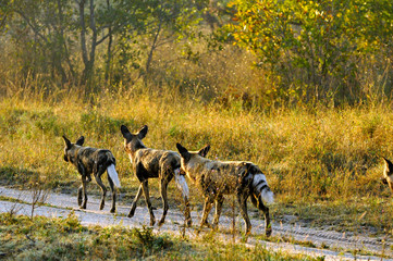 African Wild Dogs