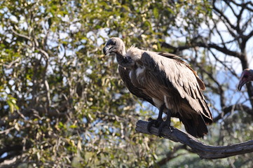 Vulture
