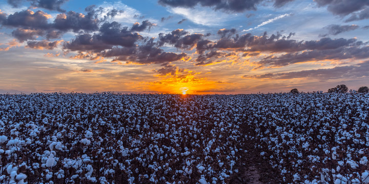 Sunset Over a Cotton Field