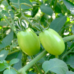 Green tomatoes. Agriculture concept.