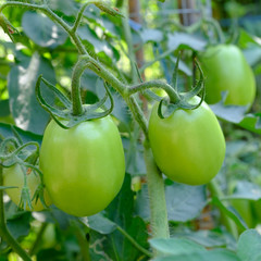 Green tomatoes. Agriculture concept.