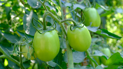 Green tomatoes. Agriculture concept.