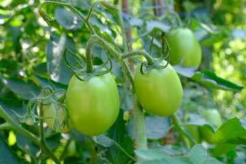 Green tomatoes. Agriculture concept.