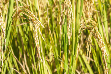 Paddy rice field close up grain seed at north Thailand.