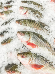 Rohu fish fresh in ice sell on market.