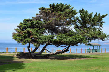 Twisted Tree at La Jolla Cove