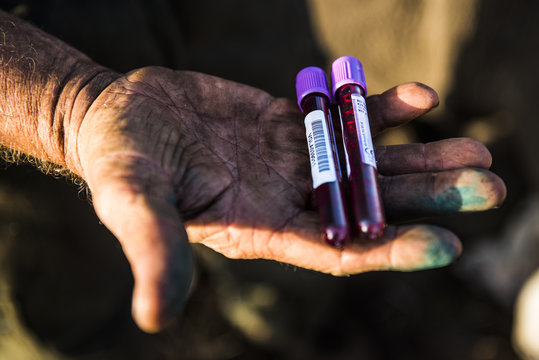 White Rhino blood samples for DNA purposes