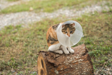 little cat with Elizabethan collar