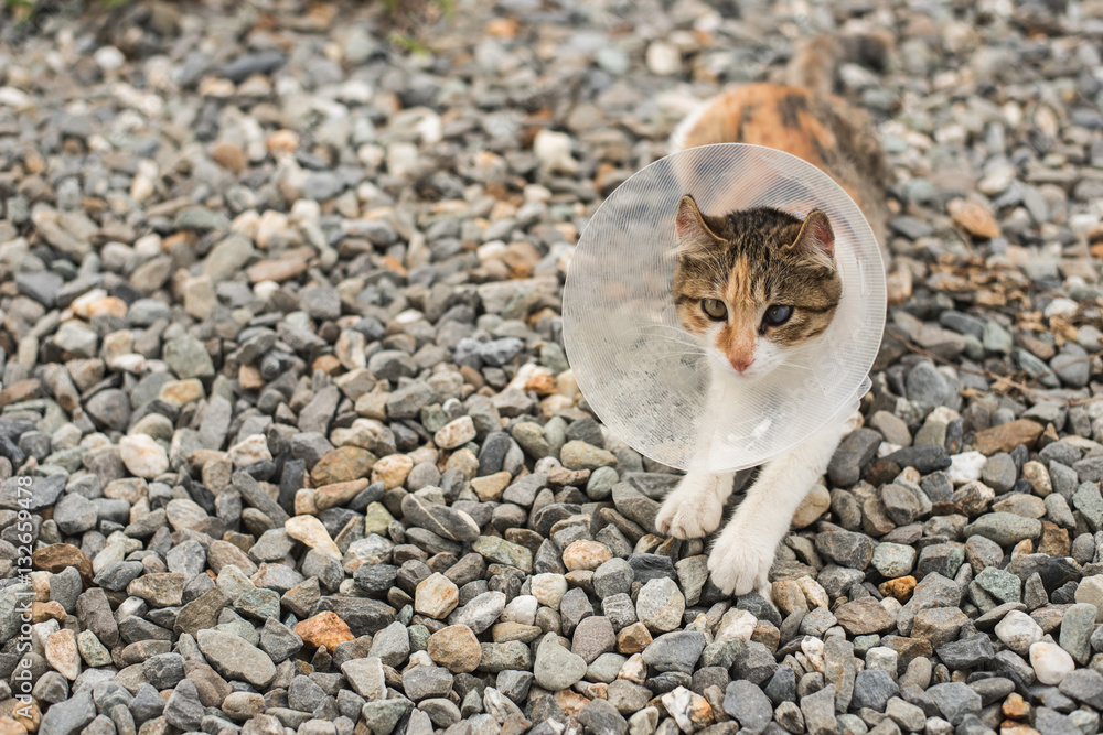 Wall mural little cat with elizabethan collar