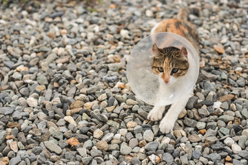 little cat with Elizabethan collar