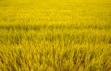 rice plant in rice field background