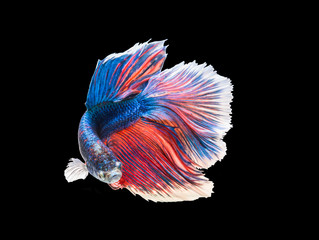 Obraz na płótnie Canvas closeup beautiful small siam betta fish with isolate background