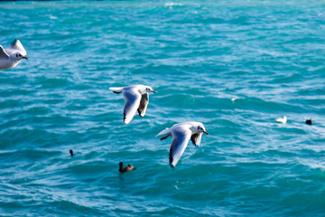 Seagulls fly over the sea on the background of the lighthouse an