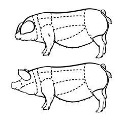 Hand drawn outline pig diagram, Butcher diagram drawing Vector illustration.