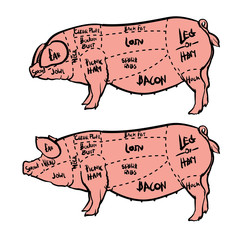 Hand drawn pig diagram, Butcher diagram drawing Vector illustration.