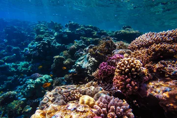 Gardinen red sea underwater coral reef © alexxl0126