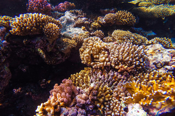 red sea underwater coral reef