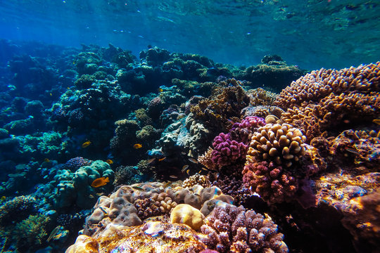 Fototapeta red sea underwater coral reef
