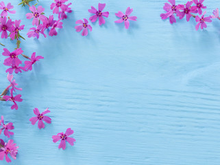 flowers on a blue wooden background