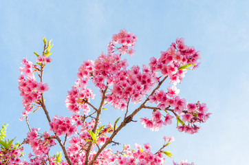 Japanese sakura cherry blossom with soft focus on blue sky