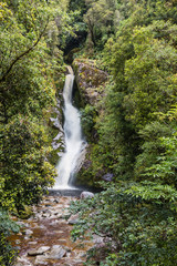 New Zealand waterfall in forest