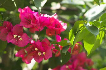 Bougainvillea