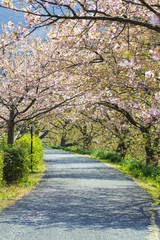 Fototapeta na wymiar 桜並木の散歩道