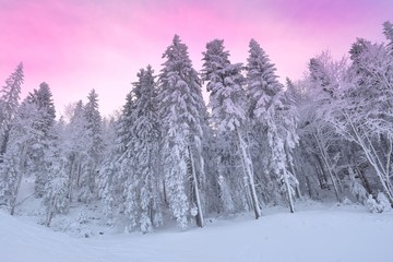 Landscape with a winter forest and sundown