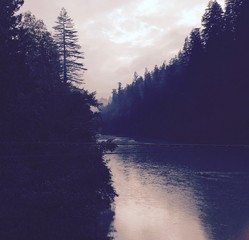 River Through The Woods