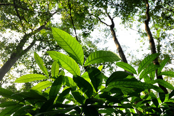 Green leaves background