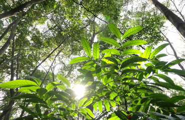 green leaves with sun