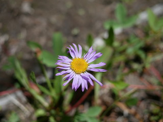 purple daisy flower in the PNW