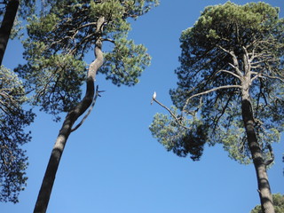 Árboles