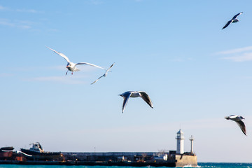 Fototapeta na wymiar Seagulls fly over the sea on the background of the lighthouse an