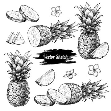 Vector pineapples hand drawn sketch with flowersf.  Sketch vector tropical food illustration. Vintage style