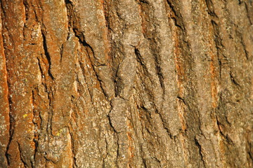 Tree bark texture. Wood background