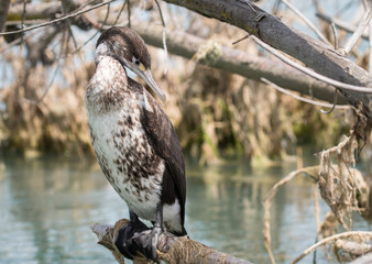 Pied shag in natural habitat