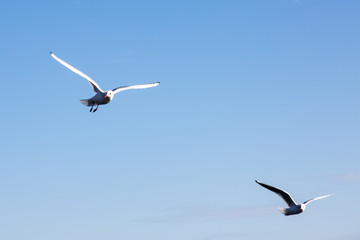 Seagulls fly over the sea on the background of the lighthouse an