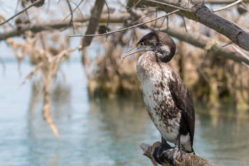Pied shag in natural habitat -2