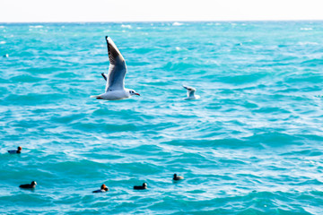 Seagulls fly over the sea on the background of the lighthouse an